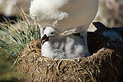 Picture 'Ant1_1_0180 Black-browed Albatross, West Point, Falkland Islands, Antarctica and sub-Antarctic islands'